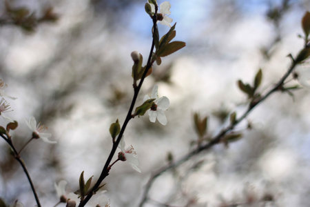 cherry blossom in spring, close-up of white flowersの写真素材