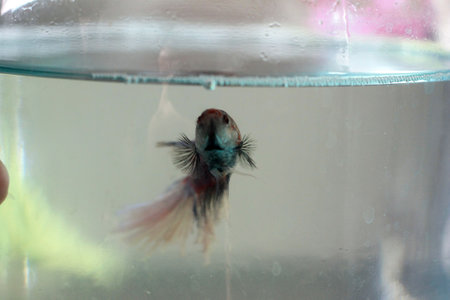 Siamese fighting fish in the aquarium with water drop. (Betta splendens)の写真素材