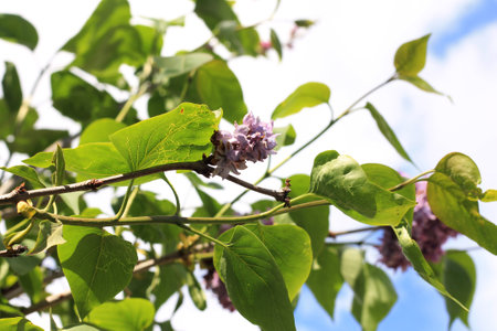 purple lilac flowers on a branch on a background of blue skyの写真素材