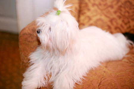 Portrait of a Maltese dog on a couch in the living room
