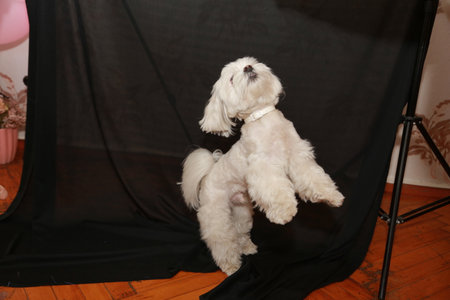 Bichon Frize sitting on a chair in a photo studio