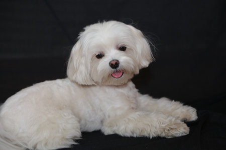 Cute Maltese puppy on a black background, studio shot.