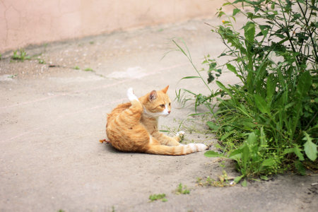 Cute ginger cat lying on the ground in the garden, summer day