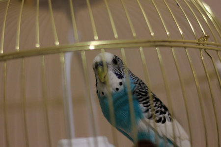 Budgerigar in a cage at the bird parlor