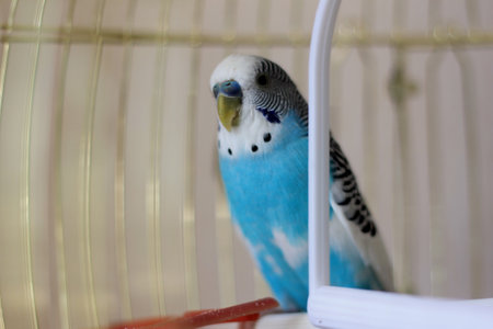 Budgerigar parrot in a birdcage.