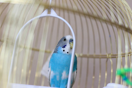 Blue budgerigar in a cage, close up.の写真素材