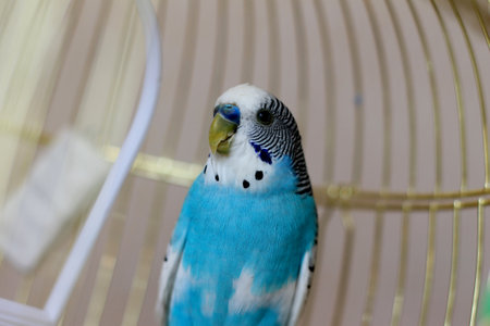 Blue Budgerigar parrot in a cage, close upの写真素材