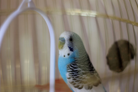 Blue budgerigar in a cage. Blurred background.の写真素材