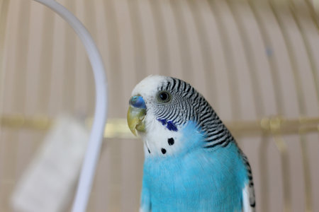 Blue Budgerigar in a cage, closeup of photoの写真素材