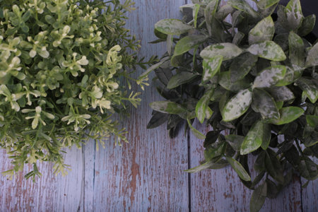 Plants in pots on a wooden background, close-up.の写真素材