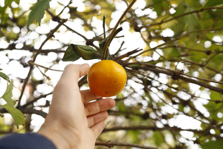 A man's hand holds an orange on a branch of a tree.