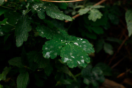 Green leaves with drops of dew in the morning. Nature background