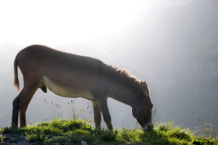 donkey grazing on the alpine meadow in the morning lightの写真素材