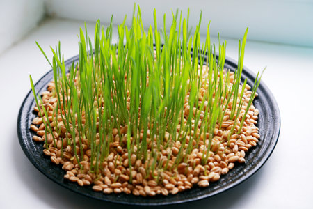 Sprouted wheat grass on a black plate on a windowsill.の写真素材
