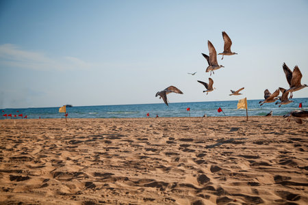 Seagulls flying over the sea