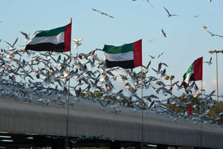Crowd of Seagulls in Souq al Samak, Dubai, UAE