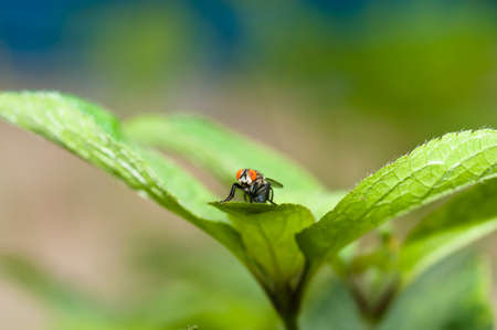 Fly on The Leaf