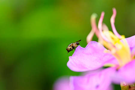 Bugs often refers to insects or arachnids and other non-aquatic arthropods, especially the...