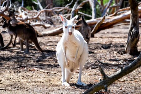 Australian white kangarooの写真素材