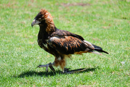 Bird in search of foodの写真素材