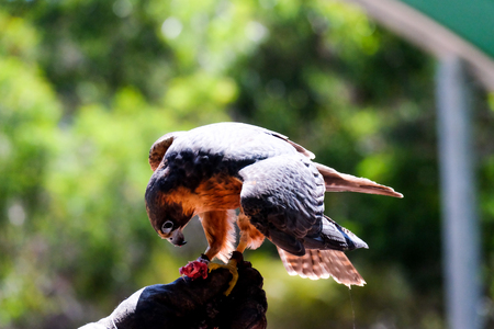Bird in the fistの写真素材