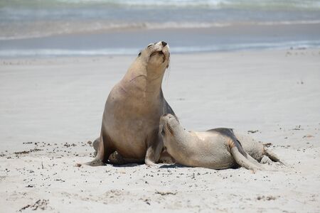 Sea lions on the beach at kangaroo islandの写真素材