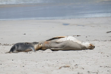 Sea lions on the beach at kangaroo islandの写真素材