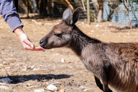Kangaroo eating from the mangerの写真素材