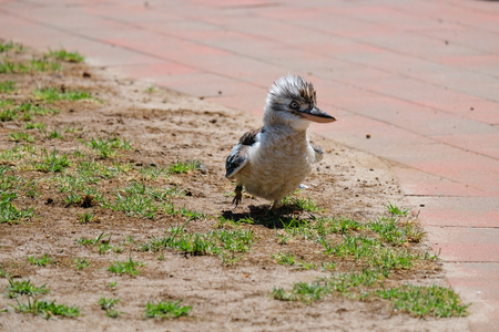 The Laughing Kookaburraの写真素材