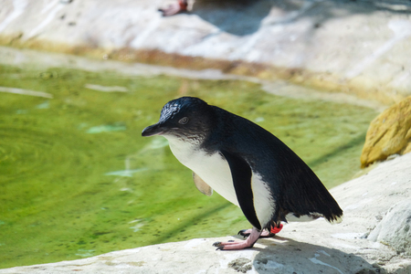 Penguin near the pondの写真素材