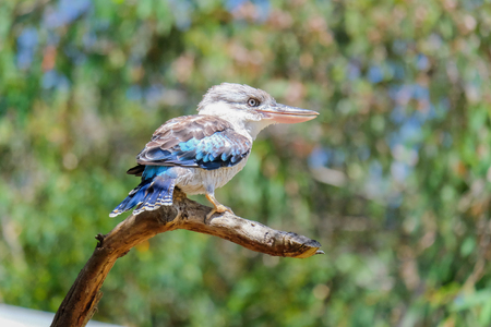The Laughing Kookaburra perched on the treeの写真素材