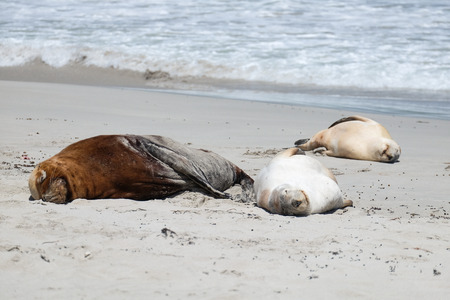 Sea lion on the beachの写真素材