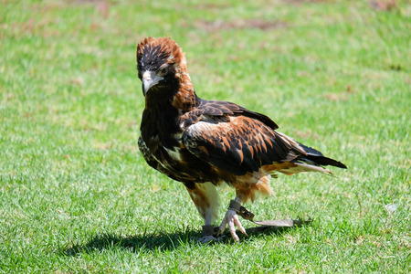 Australian birdの写真素材