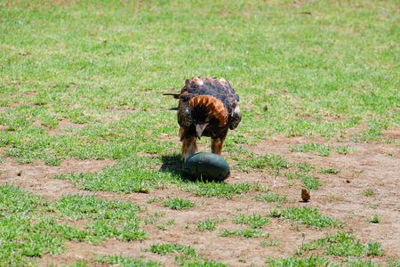 Australian birdの写真素材