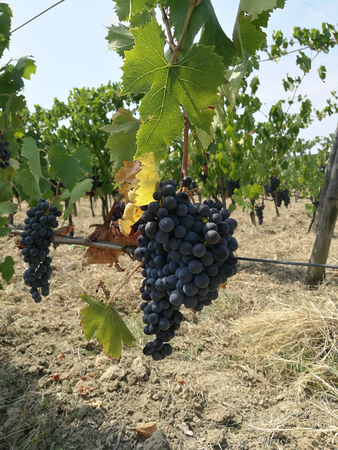 grape growing for wineの写真素材