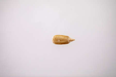 raw peeled sunflower pipeの写真素材