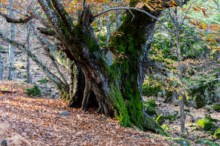 The chestnut del Temblar are located in an old orchard near the Arroyo del Temblar, in the Valle de Ambroz cacere?o. Between 500 and 700 years that stand out among a huge grove. Singular trees of Extremadura have been named by the Community Boardの写真素材