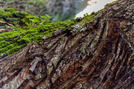 The chestnut del Temblar are located in an old orchard near the Arroyo del Temblar, in the Valle de...