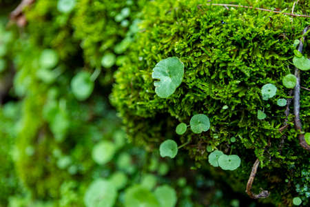 Stones with a lot of green moss in the Chestnut del Temblar in the province of CÃ¡ceres near the...