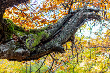 The Chestnut del Temblar are located in an old orchard near the Arroyo del Temblar, in the Valle de...
