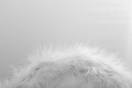 Wings with white feathers on white backgroundの写真素材