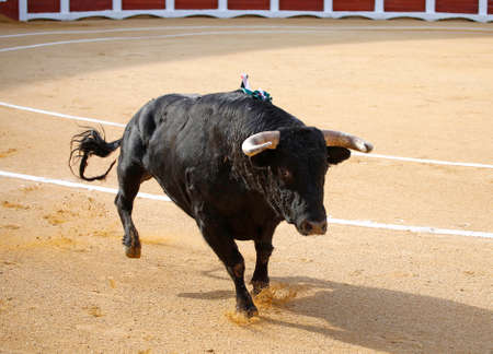 Bull running in a bullring during a bullfight