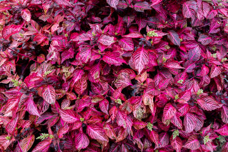 General plan of exotic plant bright redの写真素材