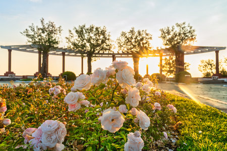 public garden walkway at sunrise in Santander, Spain with white roses in the foregroundの写真素材