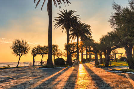 public garden in Santander, Spain at sunrise and palm shadows - sky at sunriseの写真素材