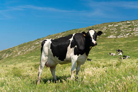 dairy cow grazing in the green pastures of Cantabria in Spainの写真素材