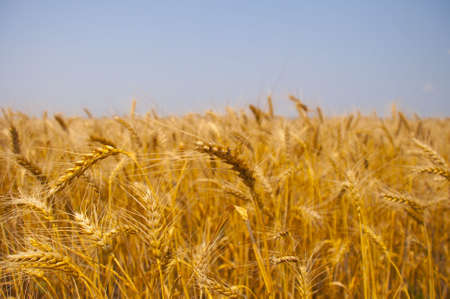 wheatの写真素材