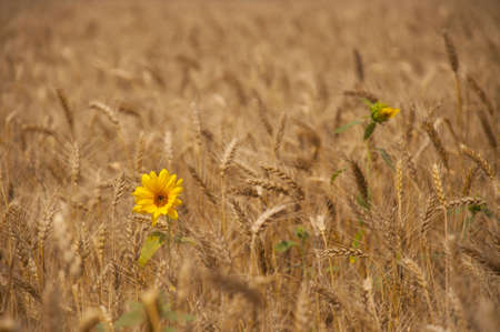 Sunflower between the earsの写真素材