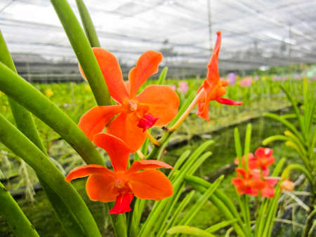 Orange orchid の写真素材