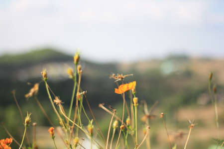 The flower on the hillの写真素材